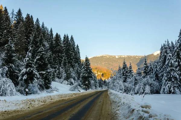 winter mountain landscape. The road that leads to the spruce cov