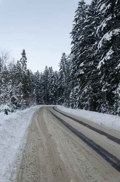 winter mountain landscape. The road that leads to the spruce cov