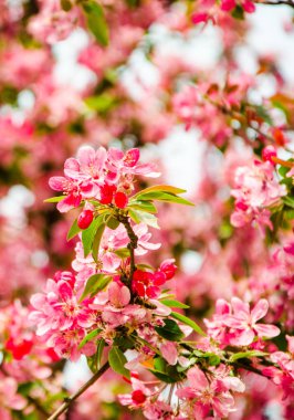 Kiraz kiraz çiçekleri pembe yaprakları ilkbaharda, çiçekli