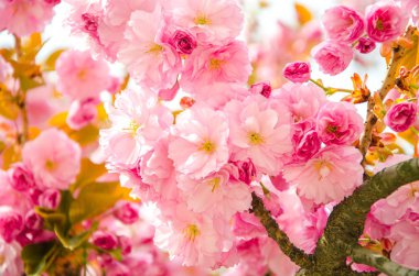 Kiraz kiraz çiçekleri pembe yaprakları ilkbaharda, çiçekli