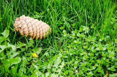 Cone on the green grass.