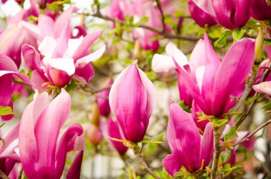 Blooming magnolia tree in the background.