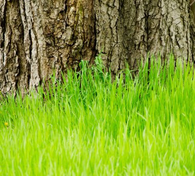 Green grass on a background of tree bark