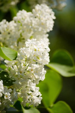 Leylak güneşin bir arka planda gökyüzü ve yeşil Reaply çiçeklenme