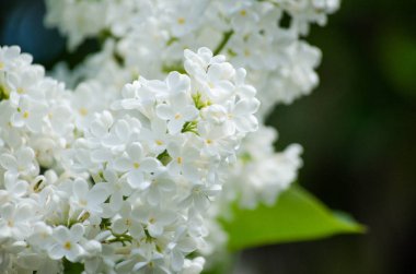 Leylak güneşin bir arka planda gökyüzü ve yeşil Reaply çiçeklenme