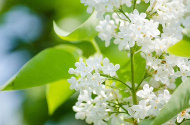 Leylak güneşin bir arka planda gökyüzü ve yeşil Reaply çiçeklenme