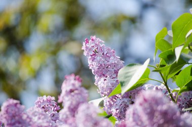 Leylak güneşin bir arka planda gökyüzü ve yeşil Reaply çiçeklenme