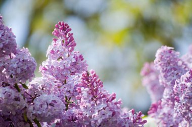 Leylak güneşin bir arka planda gökyüzü ve yeşil Reaply çiçeklenme
