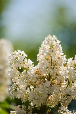 Leylak güneşin bir arka planda gökyüzü ve yeşil Reaply çiçeklenme