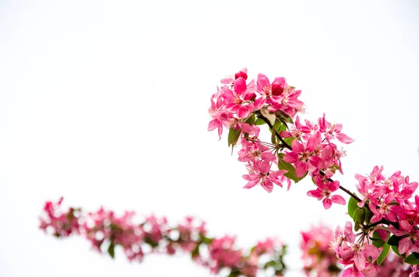 Flowering cherry in the spring, pink petals of cherry flowers — Stock Photo, Image