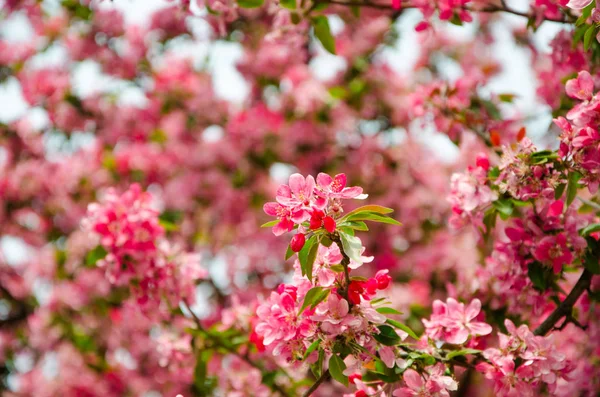 Blühende Kirsche im Frühling, rosa Blütenblätter von Kirschblüten — Stockfoto