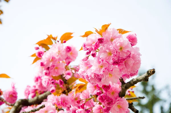 Flowering cherry in the spring, pink petals of cherry flowers — Stock Photo, Image