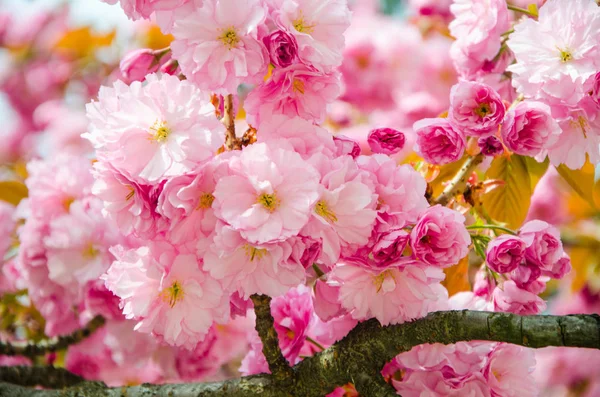 Flowering cherry in the spring, pink petals of cherry flowers — Stock Photo, Image