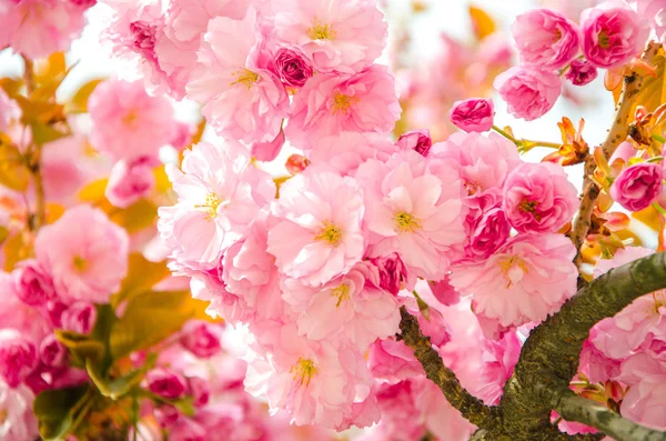 Flowering cherry in the spring, pink petals of cherry flowers — Stock Photo, Image