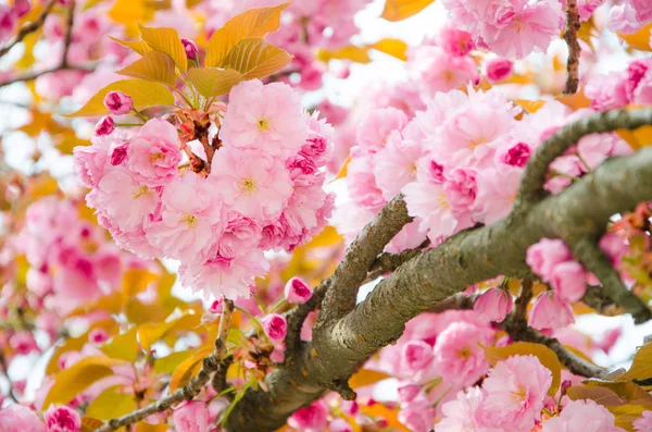 Flor de cereza en primavera, pétalos rosados de flores de cerezo — Foto de Stock