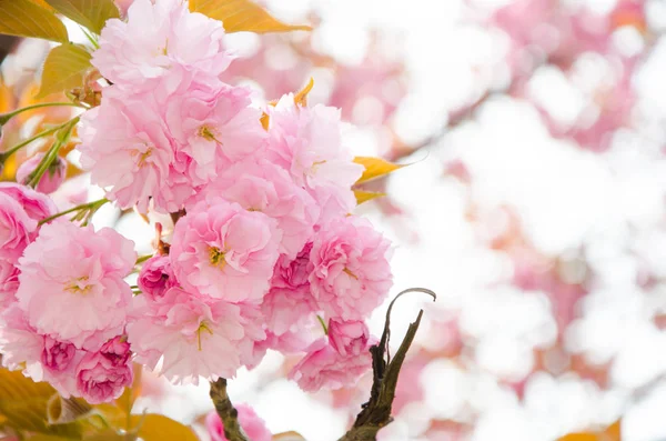Blühende Kirsche im Frühling, rosa Blütenblätter von Kirschblüten — Stockfoto