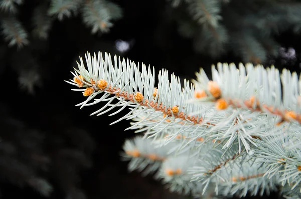 Green spruce branches on the background of wood. — Stock Photo, Image