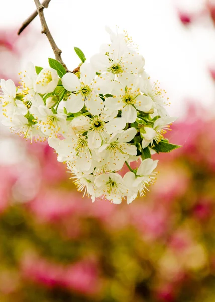 Flowering cherry tree on the background of wood. — Stock Photo, Image