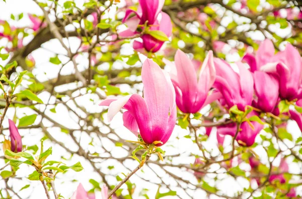 Blooming magnolia tree in the background.