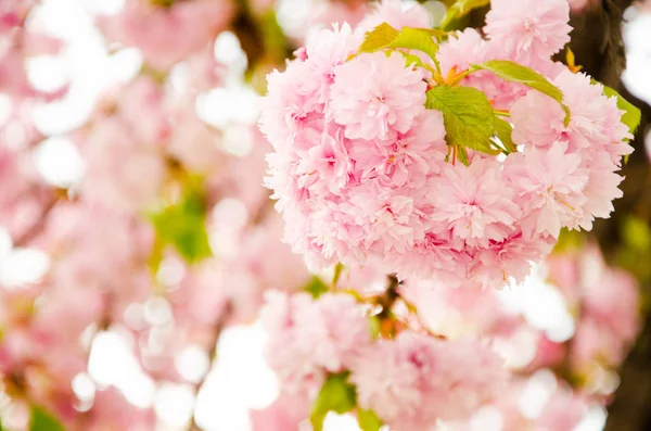 Flor de cereza en primavera, pétalos rosados de flores de cerezo — Foto de Stock