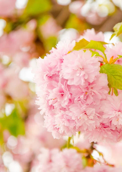 Înflorire cireșe primăvara, petale roz de flori de cireșe — Fotografie, imagine de stoc