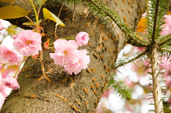 Blühende Kirsche im Frühling, rosa Blütenblätter von Kirschblüten — Stockfoto