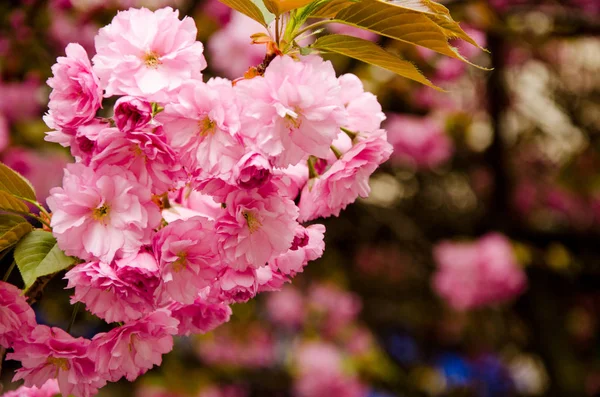 Blühende Kirsche im Frühling, rosa Blütenblätter von Kirschblüten — Stockfoto