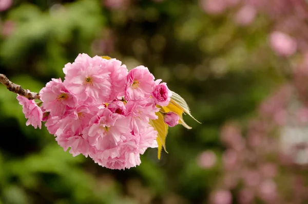 Blühende Kirsche im Frühling, rosa Blütenblätter von Kirschblüten — Stockfoto