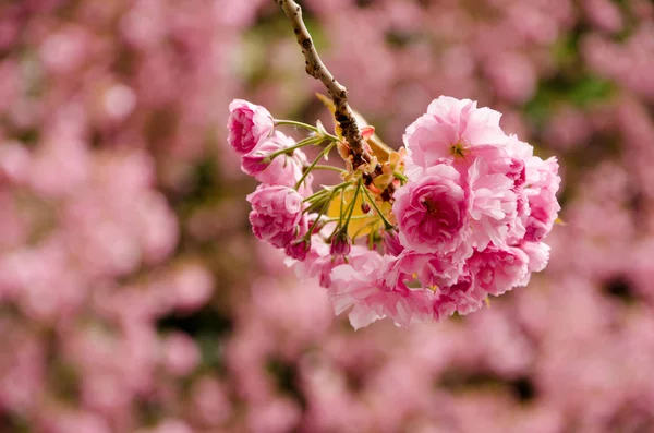 Blommande cherry på våren, rosa kronblad av körsbär blommor — Stockfoto