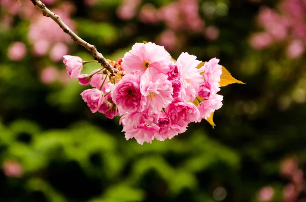 Blühende Kirsche im Frühling, rosa Blütenblätter von Kirschblüten — Stockfoto