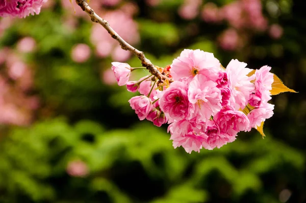 Blühende Kirsche im Frühling, rosa Blütenblätter von Kirschblüten — Stockfoto