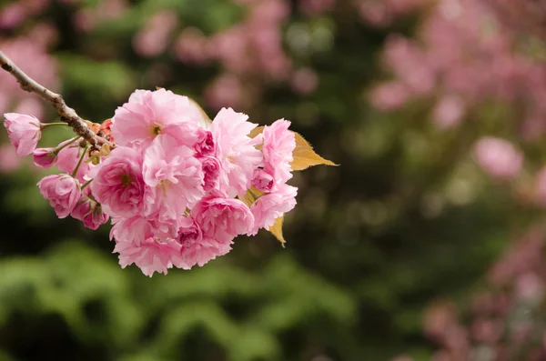 Blühende Kirsche im Frühling, rosa Blütenblätter von Kirschblüten — Stockfoto