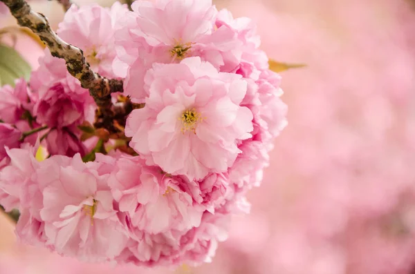 Flowering cherry in the spring, pink petals of cherry flowers — Stock Photo, Image