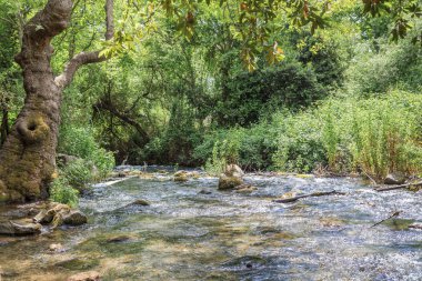 Golan Tepeleri. İsrail Banias Doğa rezerv
