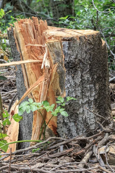 Golan Tepeleri. İsrail Banias Doğa rezerv