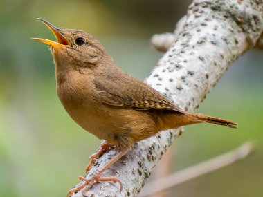 Wren dal