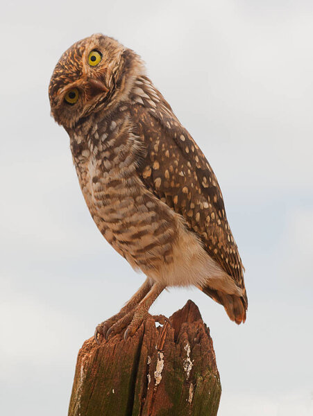 Burrowing owl with tilted head