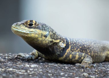 Dokulu deri ile Bahçe kertenkele