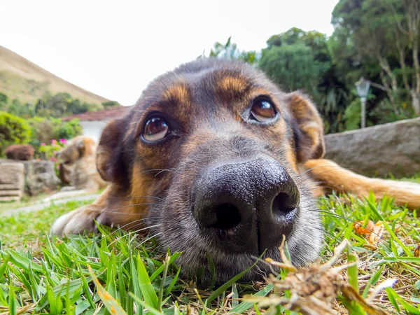 Perro con ojos tristes — Foto de Stock