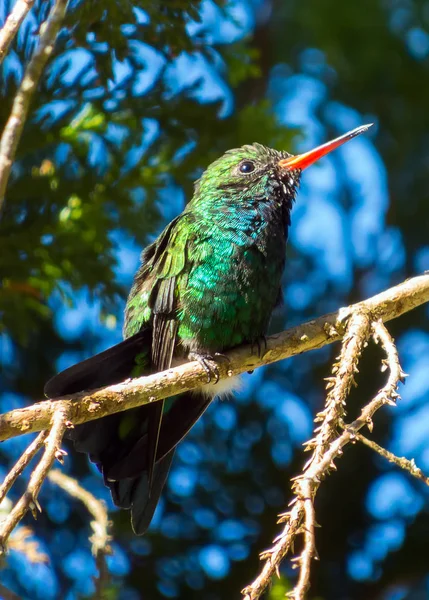 Kolibri ruht auf einem Ast — Stockfoto