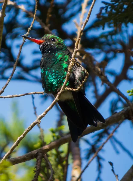 Kolibri ruht auf einem Ast — Stockfoto