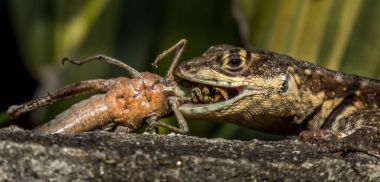Kertenkele yeme çekirge