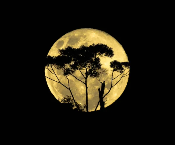 Full moon with trees — Stock Photo, Image