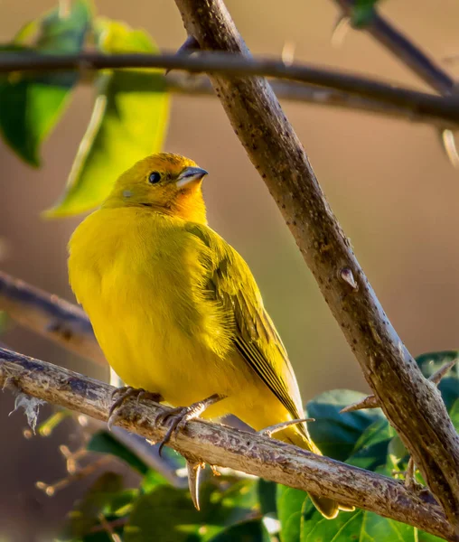 Gelber Kanarienvogel — Stockfoto