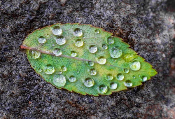 Una foglia con gocce d'acqua — Foto Stock