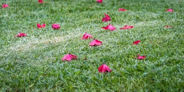 Fallen flowers on the grass