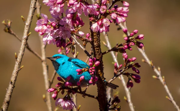 Blaue Dacnis auf einem Kirschbaum — Stockfoto