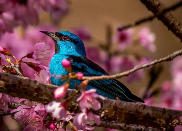 Blaue Dacnis auf einem Kirschbaum — Stockfoto