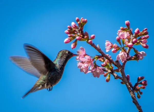 Kolibris fliegen und essen — Stockfoto
