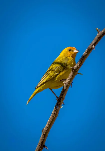 Canario amarillo en una rama — Foto de Stock